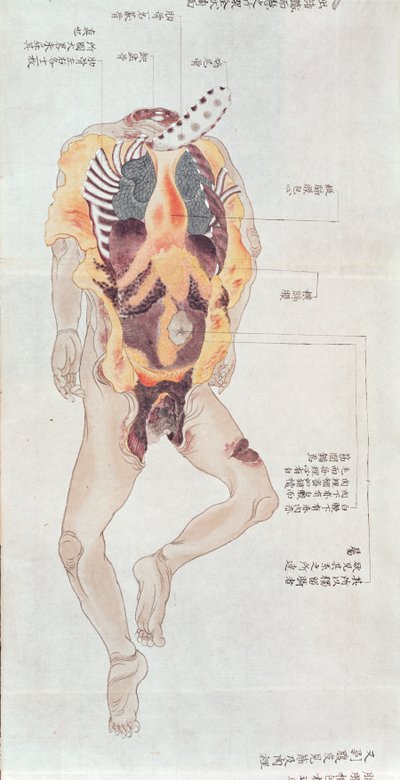 Un cuerpo destripado de la disección de una víctima de tortura de 1796, de un makimono de un médico Midori, 1842 de Japanese School