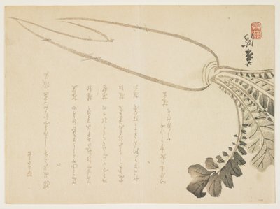 Rábano Daikon de Japanese School