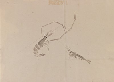 Dibujo de dos cangrejos de río de Japanese School