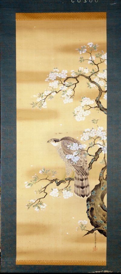 Halcón en una rama de cerezo japonés florecido. Pintura en seda del siglo XVIII de Japón. Génova. Museo Chiossone. de Japanese School