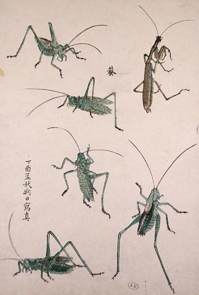 Saltamontes de Japanese School