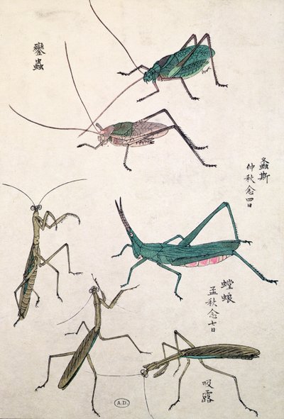 Saltamontes y mantis (grabado en madera a color) de Japanese School