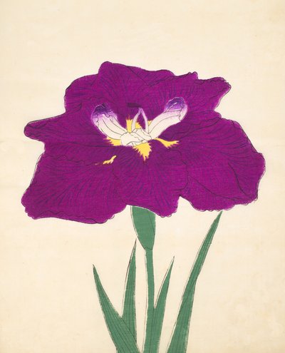 Hizume-no.-Hyoshi, no.29, 1898 de Japanese School