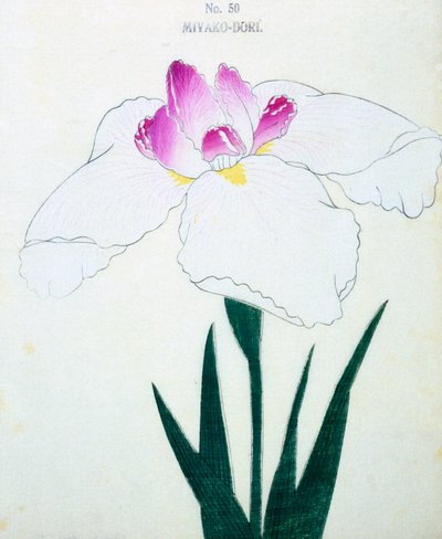 Miyako-Dore, no.50, 1898 de Japanese School