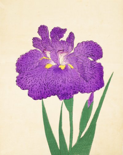 Nyo-Nishiki, no.11, 1898 de Japanese School