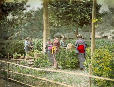 Recogiendo té, c.1880 de Japanese School