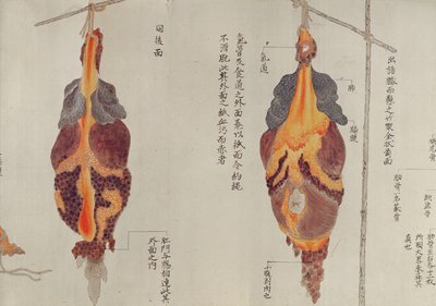 Los pulmones de la disección de una víctima de tortura de 1796, de un makimono de un médico Midori, 1842 de Japanese School