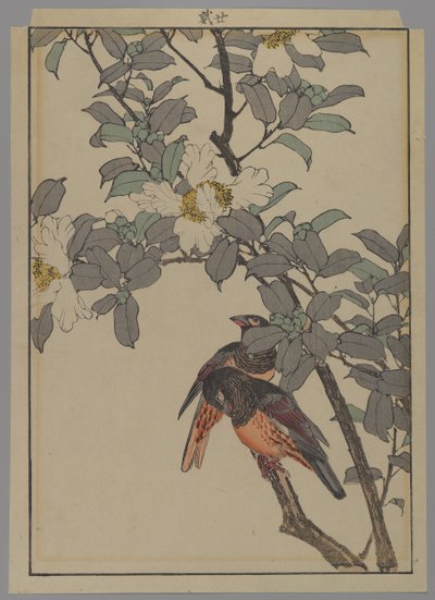 Dos pájaros con flores blancas, período Meiji, 1892 de Japanese School
