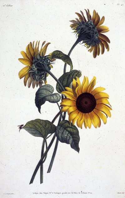 Flores de tournol o soles. Placa botánica extraída de la "Colección de flores y frutos pintados de la naturaleza" de Jean Louis Prevost de Jean Louis Prevost