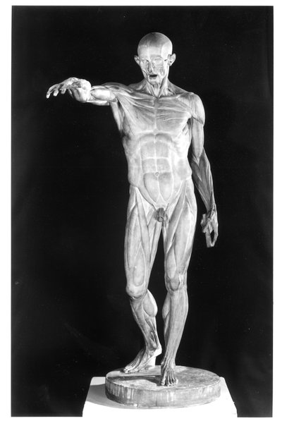 Cuerpo desollado de Jean Antoine Houdon