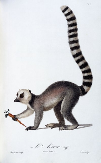 Un lémur, c.1798-99 de Jean Baptiste Audebert