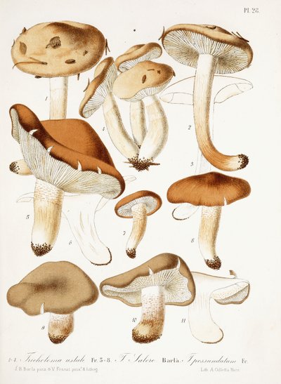 Hongos, c.1860-66 de Jean Baptiste Barla