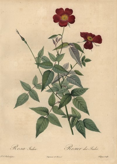 Rosa china carmesí, Rosa chinensis de Jean Baptiste Chapuy