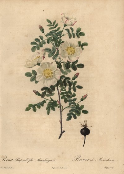 Rosa de Burnet de Marienbourg, Rosa pimpinellifolia Mariaeburgensi de Jean Baptiste Chapuy