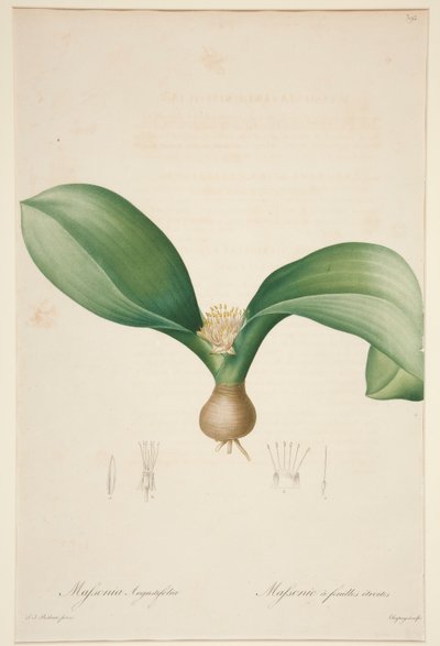 Massonia Angustifolia, Massonie? feuilles ?troites (Massonia con hojas estrechas) de Jean Baptiste Chapuy