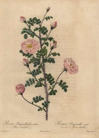Rosa de Burnet rosa, Rosa pimpinellifolia de Jean Baptiste Chapuy