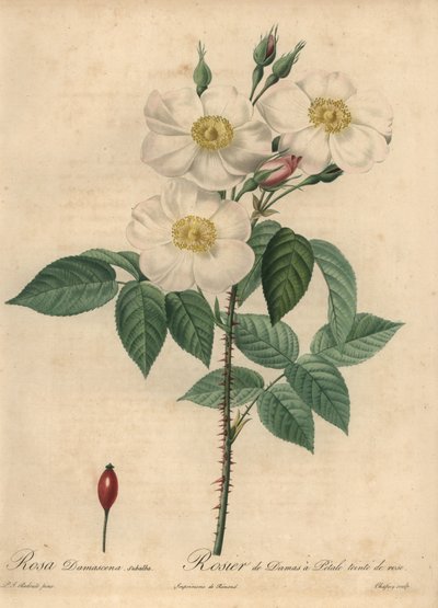Rosa damascena blanca, Rosa x damascena de Jean Baptiste Chapuy