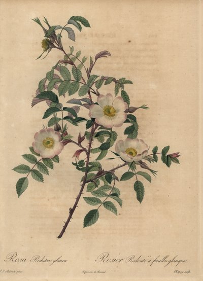 Rosa blanca y rosa, Rosa redutea glauca de Jean Baptiste Chapuy