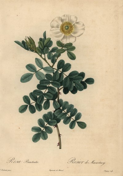 Rosa chicksaw blanca, Rosa bracteata de Jean Baptiste Chapuy