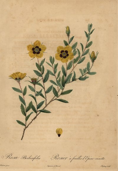 Rosa amarilla, Rosa berberifolia de Jean Baptiste Chapuy