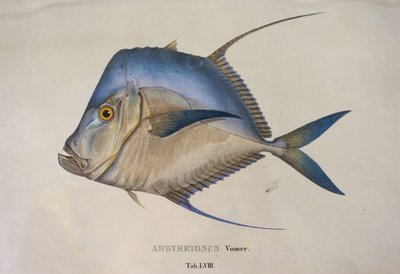 Argyreiosus vomer de Jean Baptiste Debret