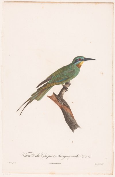 Abejaruco macho en una rama Variedad du Guêpier Savigny macho. (título en el objeto) de Jean Baptiste Guyard