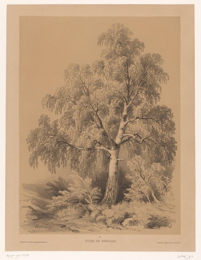 Estudio de un abedul
Étude de Bouleau (título en el objeto)
Cartera de Jean Baptiste Louis Hubert (título de la serie)
Un Porte-feuille d