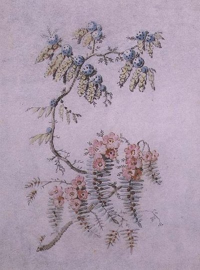Estudio decorativo de flores y bayas de Jean Baptiste Pillement