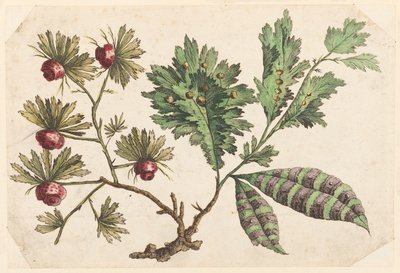Rama de flores, de "Recueil de Fleurs Chinois" de Jean Baptiste Pillement