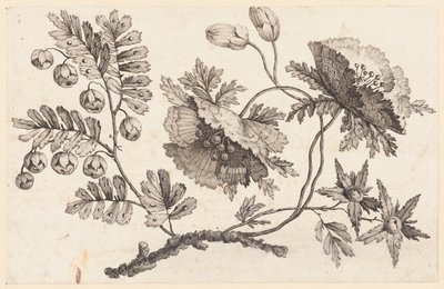 Rama de flores, de "Recueil de Fleurs Chinois" de Jean Baptiste Pillement