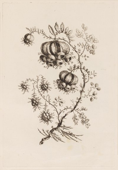 Rama de Flor, de "Flores Persas" de Jean Baptiste Pillement