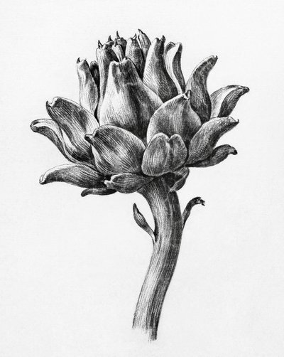 Alcachofa, de Jean Bernard de Jean Bernard