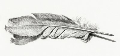 Pluma de Jean Bernard