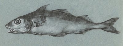 Fish Green (1775-1833) de Jean Bernard