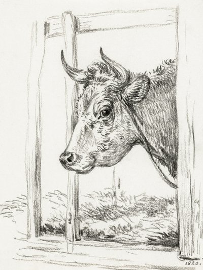 Cabeza de vaca (1820) de Jean Bernard