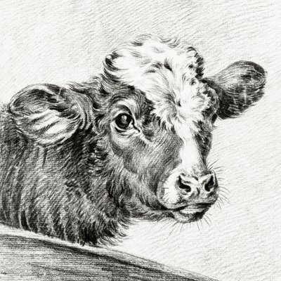 Cabeza de vaca de Jean Bernard