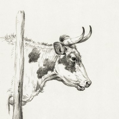 Cabeza de vaca, hacia la derecha (1820) de Jean Bernard