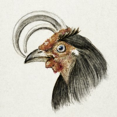Cabeza de gallo (1816) de Jean Bernard