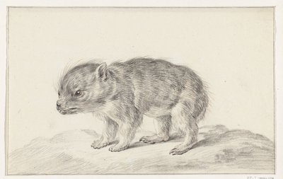 Oso joven (?) de Jean Bernard