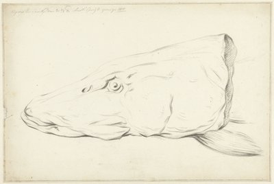 cabeza de lucio de Jean Bernard