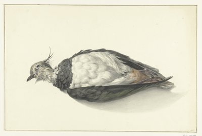 Avefría muerta de Jean Bernard