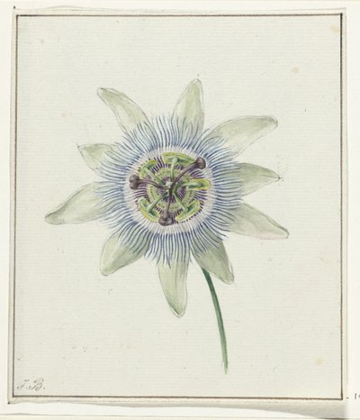 Flor de la pasión de Jean Bernard