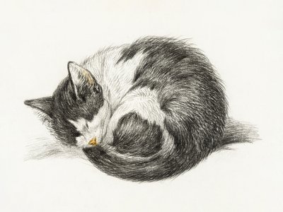 Gato acurrucado durmiendo (1825) de Jean Bernard