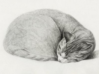 Gato acurrucado y dormido, de Jean Bernard (1775-1883) de Jean Bernard
