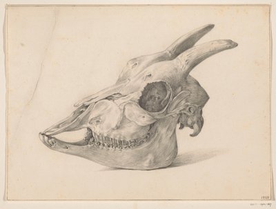 Calavera de cabra de Jean Bernard