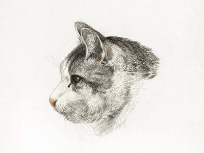 Boceto de un gato (1819), de Jean Bernard (1775-1883) de Jean Bernard