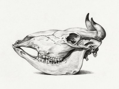 Cráneo de vaca (1816) de Jean Bernard