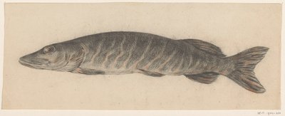 Pike, izquierda de Jean Bernard