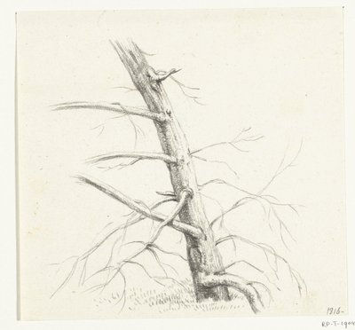 estudio de un arbol de Jean Bernard