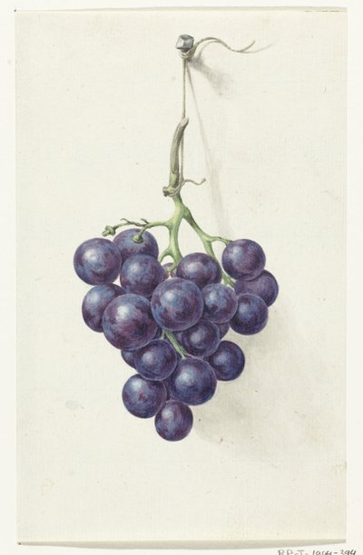Racimo de uvas azules de Jean Bernard